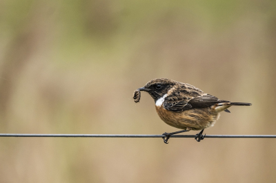 Vanmorgen op tijd even richting Ezumakeeg gereden, het was eigenlijk te somber, maar ik hoopte op een beetje zonneschijn, helaas. Zag wel deze mooie roodborsttapuit met rups. Z'n vrouwtje was er ook, maar dan zonder prooi