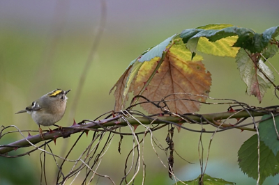 In december wat goudhaantjes kunnen fotograveren.
Alhoewel ik scherpere fotos  heb van het vogeltje zelf, vind ik deze toch wel mooi door het fraaie blad erbij.