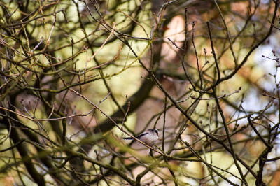 Gecamoufleerde staartmees~
Deze keer is het even zoeken naar de vogel, goed verstopt in plain sight! Ik ging voor een wandeling in Oisterwijk en had gelukkig mijn camera en eens lens meegenomen, net genoeg om toch een paar foto's te kunnen maken van de prachtige vogels die daar rondvliegen!