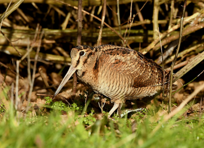 <i class='fa fa-user'></i> Rob Strijker |   Houtsnip  <i class='fa fa-eye'> 282</i>  <i class='fa fa-thumbs-up'> 7</i>   <i class='fa fa-comment-o'> 9</i>