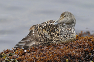 <i class='fa fa-user'></i> Gerard Visser |   Eider  <i class='fa fa-eye'> 289</i>  <i class='fa fa-thumbs-up'> 25</i>   <i class='fa fa-comment-o'> 16</i>