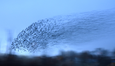 <i class='fa fa-user'></i> Eric Gibcus |   Spreeuw  <i class='fa fa-eye'> 272</i>  <i class='fa fa-thumbs-up'> 5</i>   <i class='fa fa-comment-o'> 8</i>