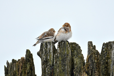 <i class='fa fa-user'></i> erwinhamer |   Sneeuwgors  <i class='fa fa-eye'> 112</i>  <i class='fa fa-thumbs-up'> 1</i>   <i class='fa fa-comment-o'> 22</i>