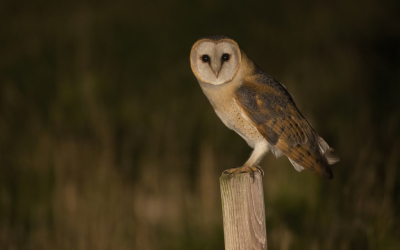 <i class='fa fa-user'></i> Lennart Verheuvel |   Kerkuil  <i class='fa fa-eye'> 422</i>  <i class='fa fa-thumbs-up'> 15</i>   <i class='fa fa-comment-o'> 9</i>