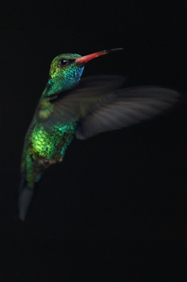 <i class='fa fa-user'></i> Martjan Lammertink |   Goudbuiksmaragdkolibrie  <i class='fa fa-eye'> 211</i>  <i class='fa fa-thumbs-up'> 4</i>   <i class='fa fa-comment-o'> 5</i>