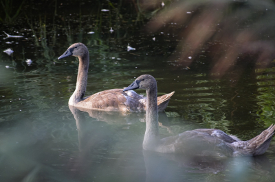 Jonge knobbelzwanen~
Wat was het leuk om deze knobbelzwanen te zien groeien in de zomer en begin van de herfst. Ze zijn nu al lang weggevlogen met hun ouders naar hun winterverblijf. Ik stond duidelijk achter veel bladderen voor deze foto en ik vind de sfeer er juist wat mysterieus van geworden. De foto is heel vroeg s ochtends genomen.