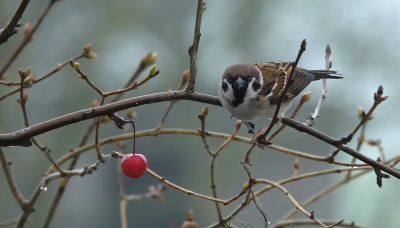 Genoeg ringmusjes in de tuin.
Deze keek met een brutale blik in de ogen de lens in.