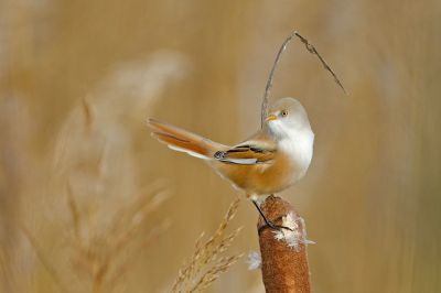 <i class='fa fa-user'></i> anevanrees |   Baardman  <i class='fa fa-eye'> 377</i>  <i class='fa fa-thumbs-up'> 19</i>   <i class='fa fa-comment-o'> 14</i>