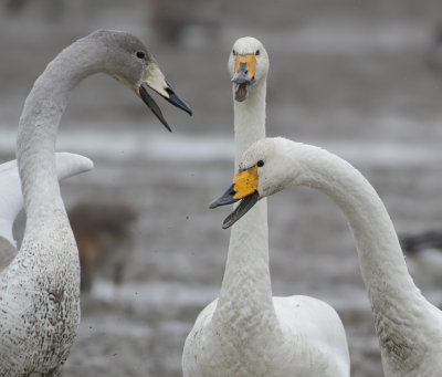 <i class='fa fa-user'></i> Richard Ubels |   Wilde Zwaan  <i class='fa fa-eye'> 283</i>  <i class='fa fa-thumbs-up'> 5</i>   <i class='fa fa-comment-o'> 5</i>