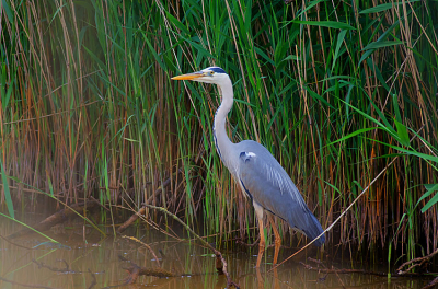 Deze Blauwe Reiger was op zoek naar vissen en kikkers in de antitankgracht en was mooi te bewonderen langs de rietkant toen ik er heel voorzichtig passeerde.