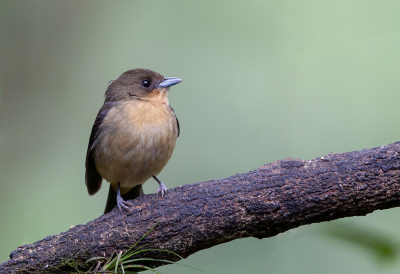 <i class='fa fa-user'></i> charlysax |   Zwartbriltangare  <i class='fa fa-eye'> 190</i>  <i class='fa fa-thumbs-up'> 5</i>   <i class='fa fa-comment-o'> 7</i>