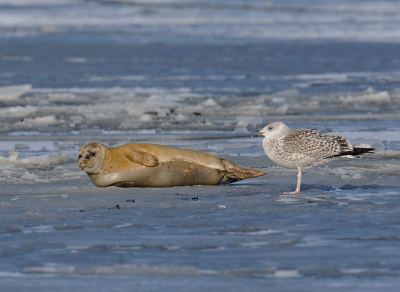 Ze hadden weinig interactie met elkaar. Toch was de zeehond er niet helemaal gerust op. Nog een beeld uit die echte winter van 2010. De haven was min of meer dichtgevroren. De zeehond lag te zonnen en de meeuw kon er niet mee zitten. Een vreemd gezicht.. Nooit meer meegemaakt later.

Willy