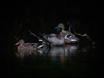 <i class='fa fa-user'></i> Vincent Vuik |   Wilde Eend  <i class='fa fa-eye'> 444</i>  <i class='fa fa-thumbs-up'> 33</i>   <i class='fa fa-comment-o'> 23</i>