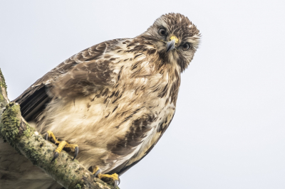 Na een rondje Lauwersmeer kwam ik 10  voor m'n huis deze buizerd tegen. Zat vrij hoog in de boom, en ik uiteraard in de auto.