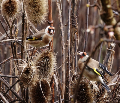 <i class='fa fa-user'></i> Marty |   Putter  <i class='fa fa-eye'> 104</i>   <i class='fa fa-comment-o'> 23</i>