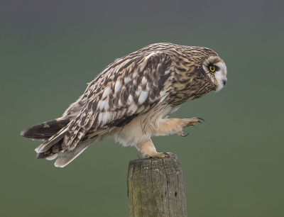 Niet ver van mijn woonplaats vond ik een plek waar een week lang af en toe uilen kwamen zitten, poetsen en dan vlak voor schemering op jacht te gaan. De ene keer beter benaderbaar dan de andere keer. Deze liet mij vanuit de auto een kwartiertje mijn gang gaan. Vind de bevederde poten en de enorme nagels er mooi uit komen terwijl dit uiltje relaxed zit te poetsen.