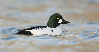 <i class='fa fa-user'></i> Henk Wiebe van der Meulen |   Brilduiker  <i class='fa fa-eye'> 297</i>  <i class='fa fa-thumbs-up'> 8</i>   <i class='fa fa-comment-o'> 10</i>