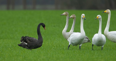 <i class='fa fa-user'></i> anevanrees |   Zwarte Zwaan  <i class='fa fa-eye'> 299</i>  <i class='fa fa-thumbs-up'> 10</i>   <i class='fa fa-comment-o'> 13</i>