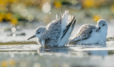 <i class='fa fa-user'></i> GerardvanDam |   Drieteenstrandloper  <i class='fa fa-eye'> 272</i>  <i class='fa fa-thumbs-up'> 15</i>   <i class='fa fa-comment-o'> 27</i>