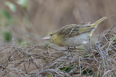 <i class='fa fa-user'></i> Paul van Giersbergen |   Kleine Textorwever  <i class='fa fa-eye'> 148</i>  <i class='fa fa-thumbs-up'> 1</i>   <i class='fa fa-comment-o'> 1</i>