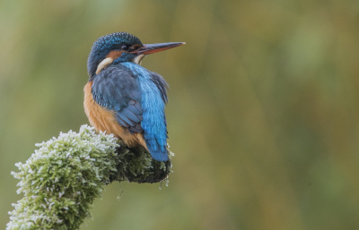 <i class='fa fa-user'></i> steppeke |   IJsvogel  <i class='fa fa-eye'> 313</i>  <i class='fa fa-thumbs-up'> 13</i>   <i class='fa fa-comment-o'> 10</i>