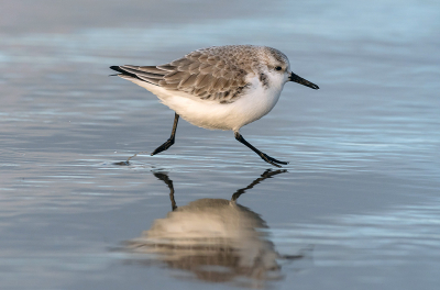 <i class='fa fa-user'></i> Olvin |   Drieteenstrandloper  <i class='fa fa-eye'> 157</i>   <i class='fa fa-comment-o'> 3</i>