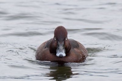 <i class='fa fa-user'></i> Gert-Jan Cromwijk |   Witoogeend  <i class='fa fa-eye'> 243</i>   <i class='fa fa-comment-o'> 4</i>