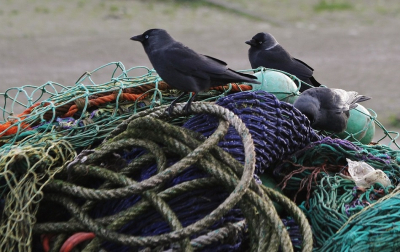 In de haven liggen vissersboten uit allerlei windstreken.Maar ook de aanwezige vogels komen overal vandaan.Ik had het kauwtje al een paar keer gezien ,maar plots  zat ie vlak voor me en toen hij me begroette met "zdravsvuyte"wist ik het zeker; een Russisch kauwtje( Corvus soemmeringii)!