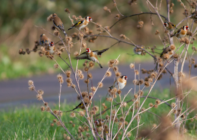 <i class='fa fa-user'></i> hansgans |   Putter  <i class='fa fa-eye'> 228</i>  <i class='fa fa-thumbs-up'> 2</i>   <i class='fa fa-comment-o'> 6</i>