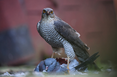 <i class='fa fa-user'></i> Pieter  LJ |   Sperwer  <i class='fa fa-eye'> 485</i>  <i class='fa fa-thumbs-up'> 34</i>   <i class='fa fa-comment-o'> 18</i>