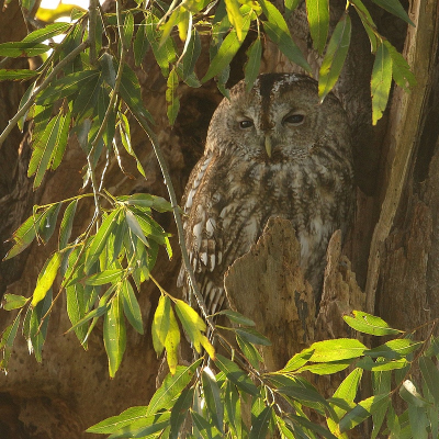 <i class='fa fa-user'></i> Rob Belterman |   Bosuil  <i class='fa fa-eye'> 249</i>  <i class='fa fa-thumbs-up'> 1</i>   <i class='fa fa-comment-o'> 5</i>