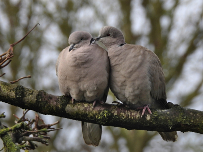 <i class='fa fa-user'></i> sieb |   Turkse Tortel  <i class='fa fa-eye'> 114</i>  <i class='fa fa-thumbs-up'> 1</i>   <i class='fa fa-comment-o'> 22</i>