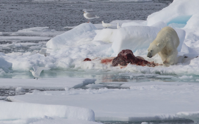 <i class='fa fa-user'></i> Lennart Verheuvel |   Ivoormeeuw  <i class='fa fa-eye'> 444</i>  <i class='fa fa-thumbs-up'> 13</i>   <i class='fa fa-comment-o'> 9</i>