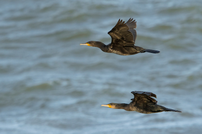 <i class='fa fa-user'></i> Willem Verhagen |   Aalscholver  <i class='fa fa-eye'> 95</i>   <i class='fa fa-comment-o'> 19</i>