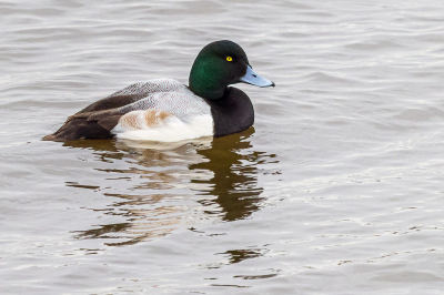 Het viel me op dat er weinig foto's van Toppers op birdpix staan. De laatste foto is van zo'n 4 jaar geleden. 
Er zwemmen al zo'n 2 weken zowel een Topper man als vrouw in het Nijkerkernauw.
Blijft leuk om op zoek te gaan naar een Topper tussen alle kuifeendjes.