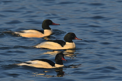 Grote zaagbekken (m) in de ochtendzon. Iedere winter verblijven er hier enkele tientallen van deze viseters op het Bovenwater. Leuk om te zien is dat ze vaak in kleine groepjes opereren. In formatie zwemmen ze voorwaarts  totdat ze vrijwel tegelijk onder duiken. Ik zie ze trouwens maar zelden met een vis boven komen.