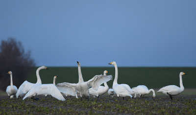 <i class='fa fa-user'></i> Eric Gibcus |   Wilde Zwaan  <i class='fa fa-eye'> 247</i>  <i class='fa fa-thumbs-up'> 5</i>   <i class='fa fa-comment-o'> 5</i>