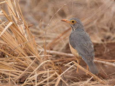 <i class='fa fa-user'></i> Paul van Giersbergen |   Brillijster  <i class='fa fa-eye'> 183</i>  <i class='fa fa-thumbs-up'> 3</i>   <i class='fa fa-comment-o'> 4</i>