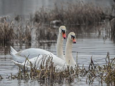 <i class='fa fa-user'></i> Truus Aletta Maan |   Knobbelzwaan  <i class='fa fa-eye'> 139</i>  <i class='fa fa-thumbs-up'> 6</i>   <i class='fa fa-comment-o'> 20</i>