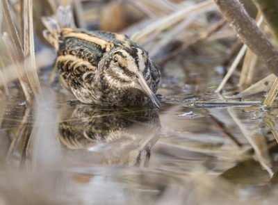 Op de dag van de watervogeltelling had het na lange tijd weer eens gevroren. De bokjes zaten nu verspreid langs de waterrand om in de kleine wakjes die daar nog wel waren te kunnen foerageren.