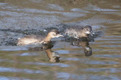 <i class='fa fa-user'></i> Gejo Wassink |   Dodaars  <i class='fa fa-eye'> 91</i>   <i class='fa fa-comment-o'> 20</i>