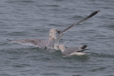 <i class='fa fa-user'></i> loek van de Leur |   Zilvermeeuw  <i class='fa fa-eye'> 96</i>   <i class='fa fa-comment-o'> 16</i>