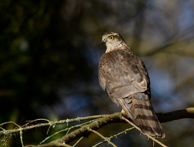 <i class='fa fa-user'></i> henkdikkers |   Sperwer  <i class='fa fa-eye'> 289</i>  <i class='fa fa-thumbs-up'> 21</i>   <i class='fa fa-comment-o'> 19</i>