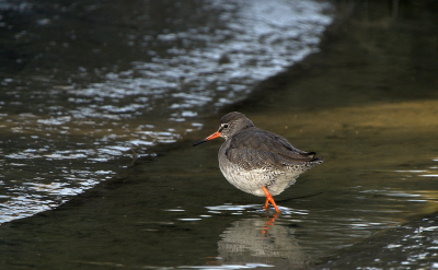 <i class='fa fa-user'></i> Ties Niehof |   Tureluur  <i class='fa fa-eye'> 199</i>  <i class='fa fa-thumbs-up'> 1</i>   <i class='fa fa-comment-o'> 5</i>