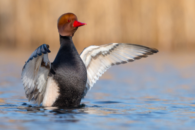 <i class='fa fa-user'></i> Hans Overduin |   Krooneend  <i class='fa fa-eye'> 376</i>  <i class='fa fa-thumbs-up'> 28</i>   <i class='fa fa-comment-o'> 15</i>