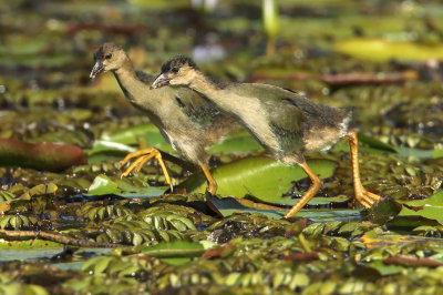 <i class='fa fa-user'></i> Martjan Lammertink |   Amerikaans Purperhoen  <i class='fa fa-eye'> 126</i>  <i class='fa fa-thumbs-up'> 4</i>   <i class='fa fa-comment-o'> 22</i>