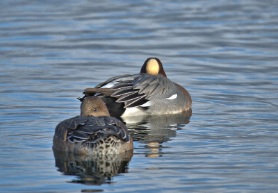 <i class='fa fa-user'></i> RTL |   Smient  <i class='fa fa-eye'> 106</i>   <i class='fa fa-comment-o'> 18</i>