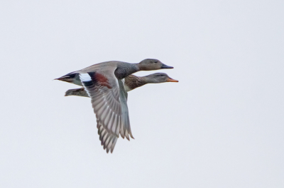 <i class='fa fa-user'></i> Erna Koelman |   Krakeend  <i class='fa fa-eye'> 98</i>   <i class='fa fa-comment-o'> 19</i>