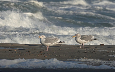 <i class='fa fa-user'></i> nelappelmelk |   Zilvermeeuw  <i class='fa fa-eye'> 89</i>   <i class='fa fa-comment-o'> 19</i>