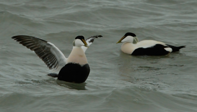 <i class='fa fa-user'></i> Duster |   Eider  <i class='fa fa-eye'> 91</i>   <i class='fa fa-comment-o'> 19</i>